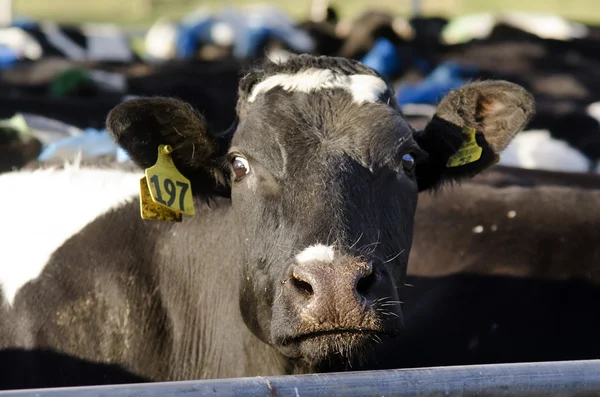 Industria láctea - Planta de ordeño de vacas — Foto de Stock