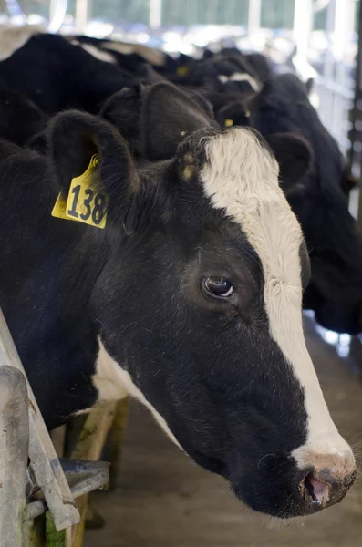 Indústria leiteira - Instalação de ordenha de vacas — Fotografia de Stock