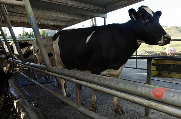 Industrie laitière - Centre de traite des vaches — Photo