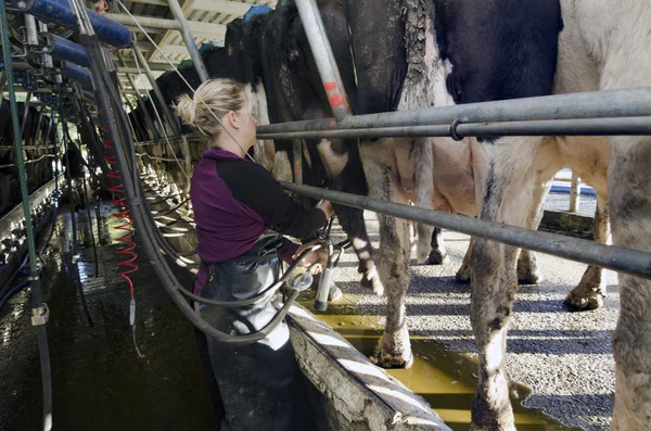 Milkman milks cows in milking facility — Stock Photo, Image