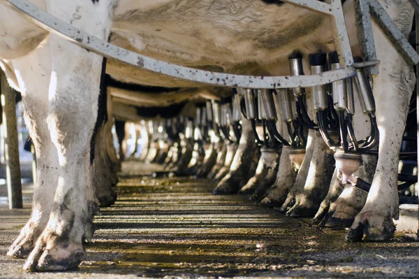 Indústria leiteira - Instalação de ordenha de vacas — Fotografia de Stock