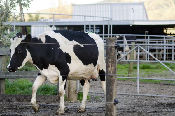 Indústria leiteira - Instalação de ordenha de vacas — Fotografia de Stock