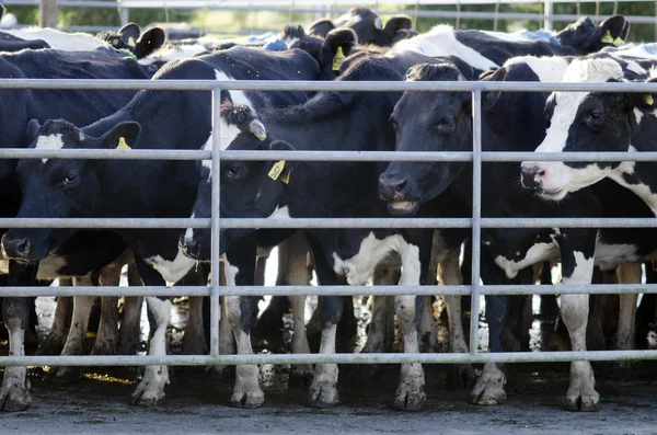 Indústria leiteira - Instalação de ordenha de vacas — Fotografia de Stock