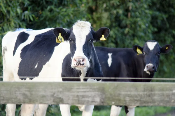 Молочна промисловість - Коров'ячий доїльний заклад — стокове фото