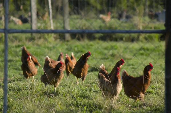 Free hens — Stock Photo, Image