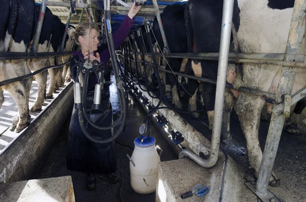 Lechero ordeña vacas en instalación de ordeño — Foto de Stock