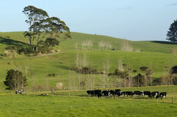 Dairy industry - farmland — Stock Photo, Image