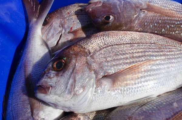 Pescado pargo —  Fotos de Stock