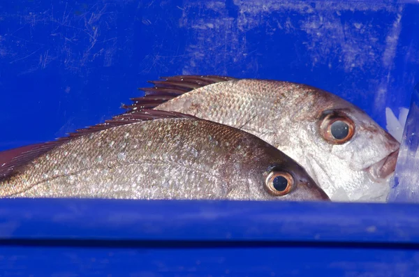 Peixe pargo — Fotografia de Stock