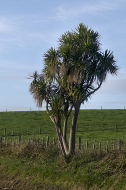 cordyline australis ağaç