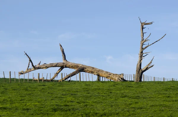 Toter Baum — Stockfoto