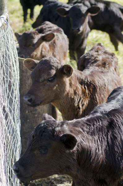 Melkveehouderij — Stockfoto