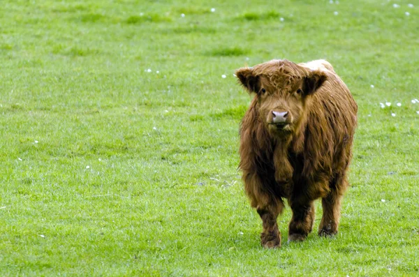 Highland великої рогатої худоби — стокове фото