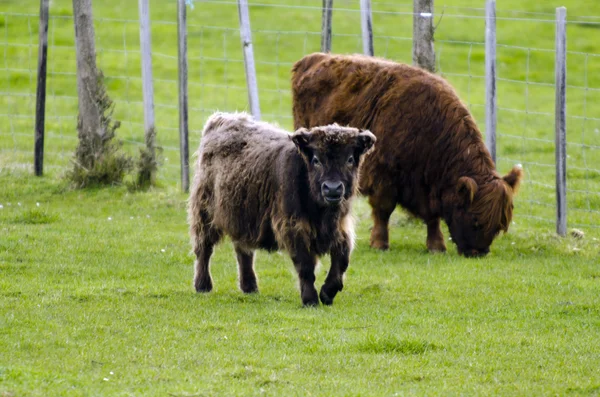 Rundvee uit de Hooglanden — Stockfoto