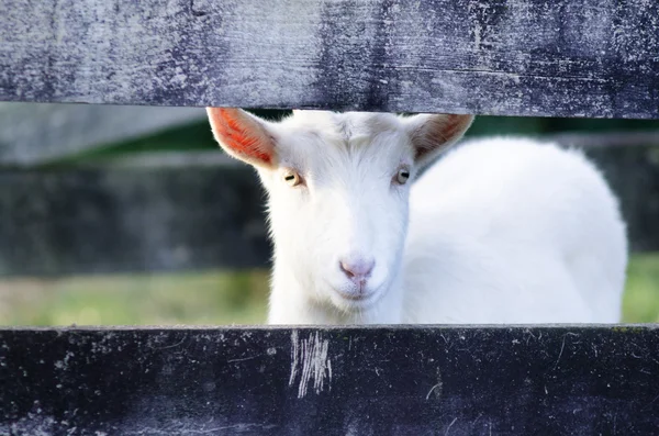 Animal Farm - Goat — Stock Photo, Image