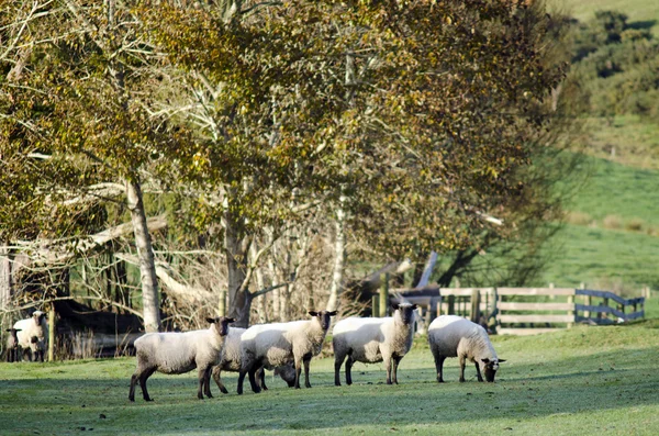 Animal Farm - Black Sheep — Stock Photo, Image