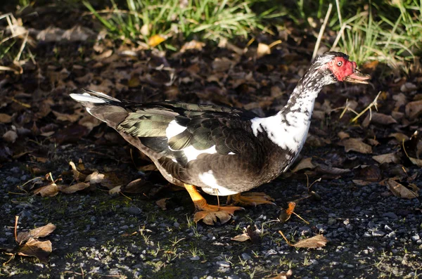 Pato-mostarda — Fotografia de Stock