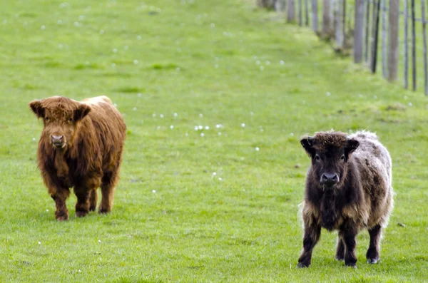 Rundvee uit de Hooglanden — Stockfoto