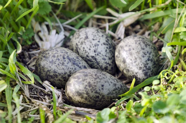 Pássaros - Lapwing mascarado — Fotografia de Stock