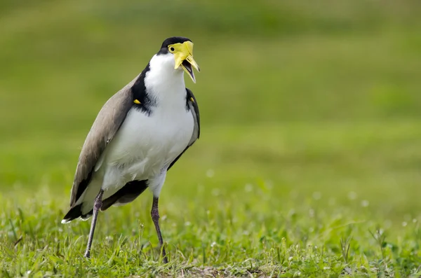 Птахи - масках Lapwing — стокове фото