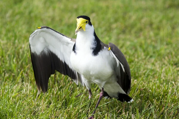 Pássaros - Lapwing mascarado — Fotografia de Stock