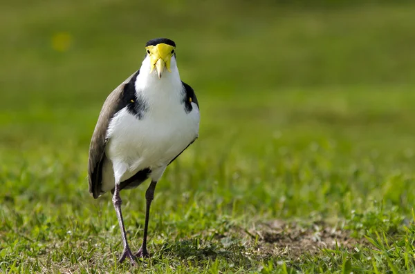 鳥 - ズグロトサカゲリ — ストック写真