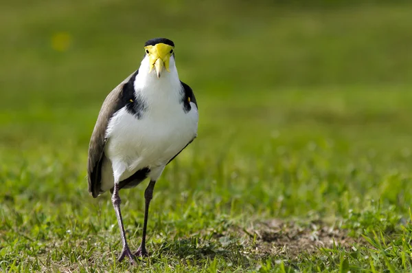 Birds - Masked Lapwing — Stock Photo, Image