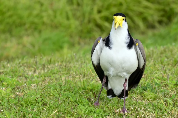 Birds - Masked Lapwing — Stock Photo, Image