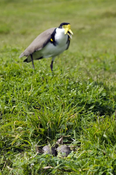 Birds - Masked Lapwing — Stock Photo, Image