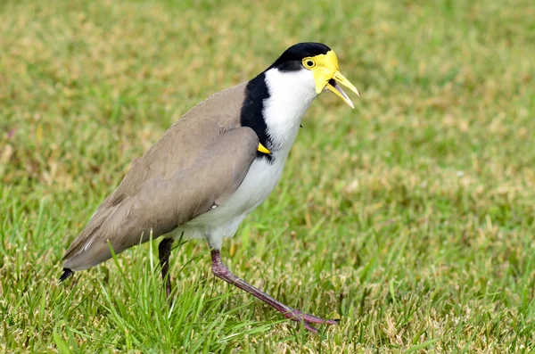 Aves - Lapwing enmascarado — Foto de Stock