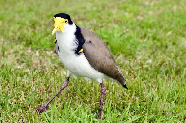 Birds - Masked Lapwing — Stock Photo, Image