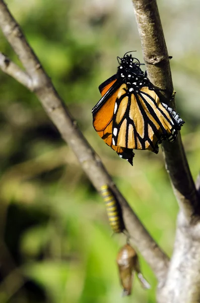 Monarch Butterfly — Stock Photo, Image