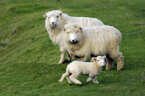 Neuseeländische Perendale Schafe — Stockfoto