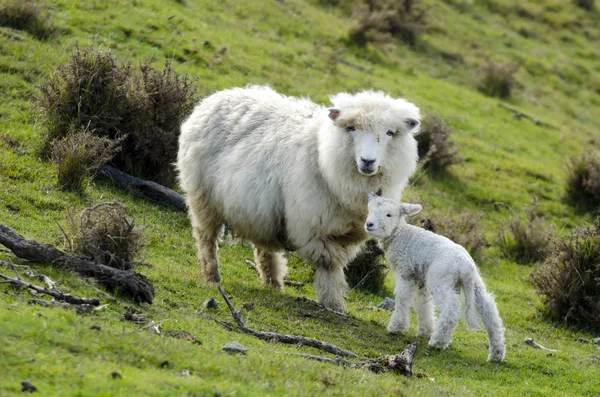 Nieuw-Zeeland perendale schapen — Stockfoto