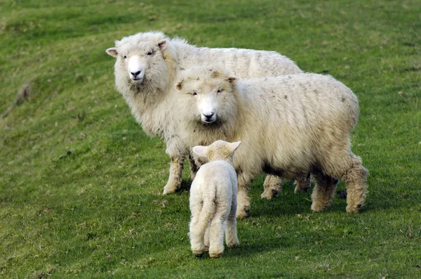 Új-zélandi Perendale bárány — Stock Fotó