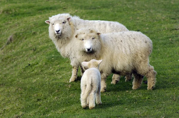 Nieuw-Zeeland perendale schapen — Stockfoto