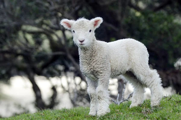Nouvelle-Zélande Perendale moutons — Photo