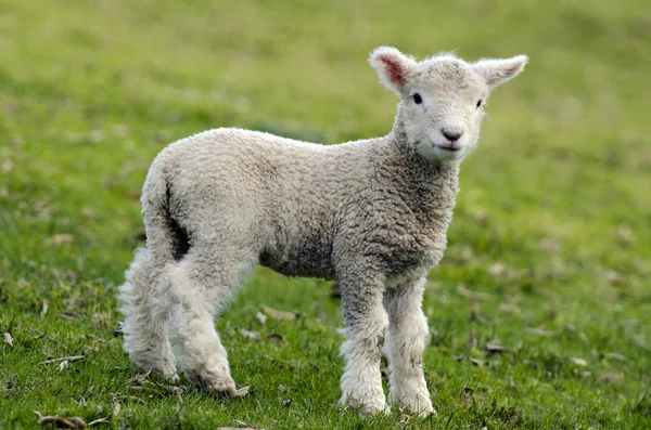 Nowa Zelandia perendale owiec — Zdjęcie stockowe