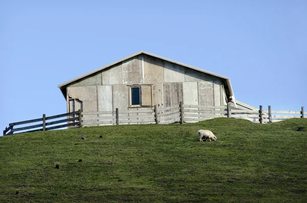 Sheep farm in New Zealand — Stock Photo, Image