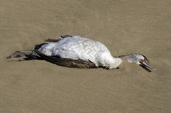 Ölü karabatak — Stok fotoğraf