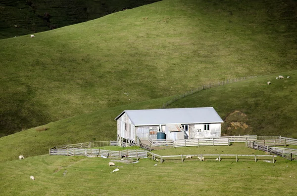 Sheep farm in New Zealand — Stock Photo, Image