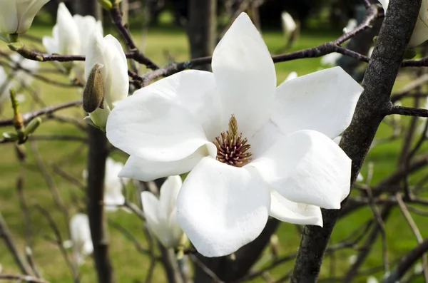 Magnolia flower — Stock Photo, Image