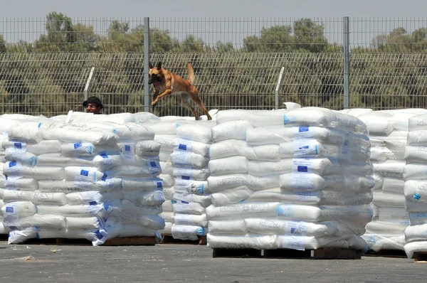 Cão detecção — Fotografia de Stock