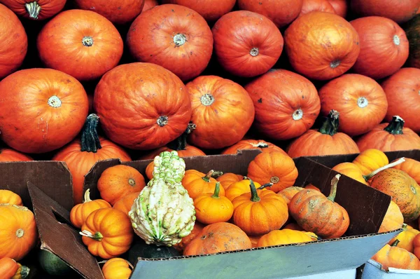 Pumpkins on display at the Amish Market in NYC — Stock Photo, Image