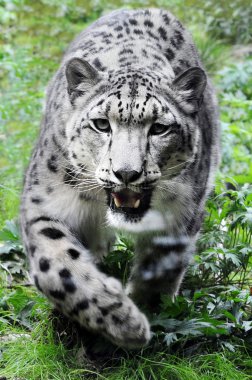 Kar Leoparı