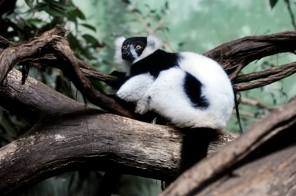 Ruffed Lemur — Stock Photo, Image