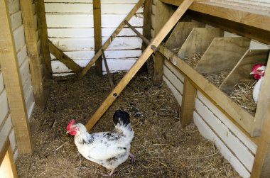 Chickens inside hen house clipart