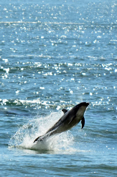 Dolfijn-stap-springen uit het water — Stockfoto