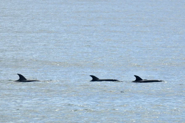 Skolan av gemensamma delfin — Stockfoto