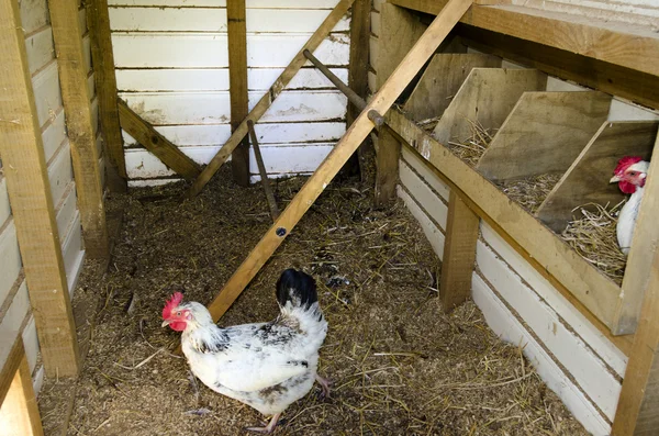 Poulets à l'intérieur poulailler — Photo